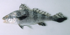 Protonibea diacanthus