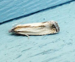 Eucosma radiatana
