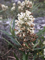 Buddleja angusticarpa