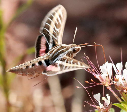 White-lined sphinx