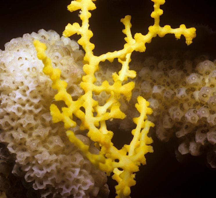 Bicolor Gorgonian
