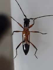 Compsibidion graphicum