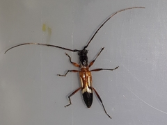 Compsibidion graphicum