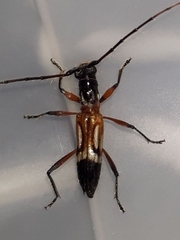 Compsibidion graphicum