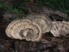 Trametes menziesii
