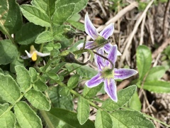 Solanum commersonii