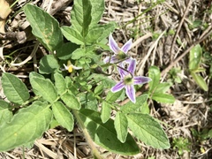 Solanum commersonii