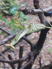 Stagmomantis carolina