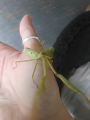 Stagmomantis carolina