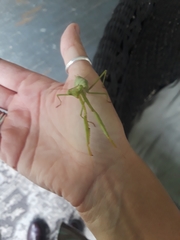 Stagmomantis carolina