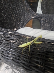 Stagmomantis carolina