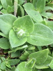 Richardia humistrata