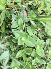 Richardia humistrata