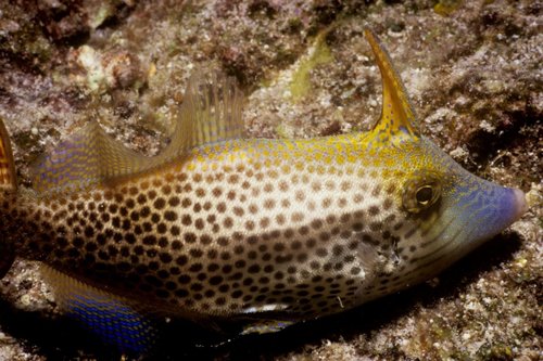 Fantail filefish (Pervagor spilosoma) — Monacanthidae — 5