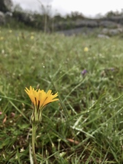 Hypochaeris neopinnatifida