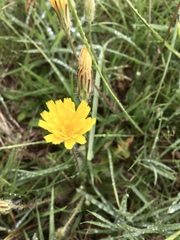 Hypochaeris neopinnatifida