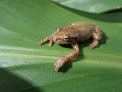 Dendropsophus columbianus