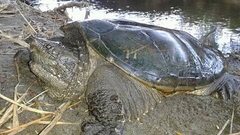 Chelydra acutirostris