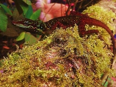 Anolis ventrimaculatus