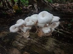 Lentinus concavus