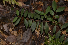 Pilidiostigma glabrum