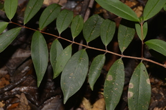 Pilidiostigma glabrum
