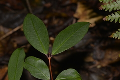 Pilidiostigma glabrum