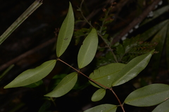 Pilidiostigma glabrum