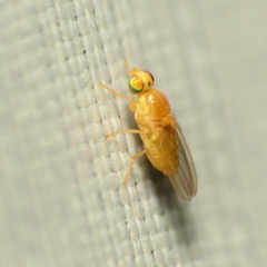 Chyromyidae
