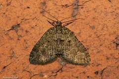 Austrocidaria callichlora