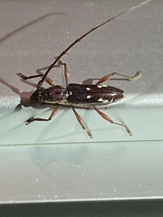 Ambonus interrogationis