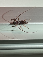 Ambonus interrogationis