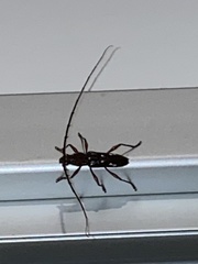 Ambonus interrogationis