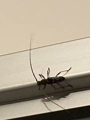 Ambonus interrogationis