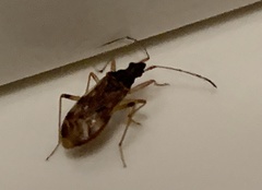 Ozophora salsaverdeae