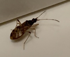 Ozophora salsaverdeae