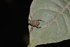 Paleticus cordipennis