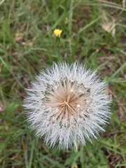 Hypochaeris megapotamica