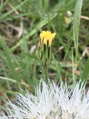 Hypochaeris megapotamica