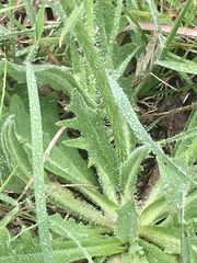 Hypochaeris megapotamica