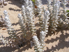 Achillea maritima maritima