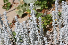 Achillea maritima maritima