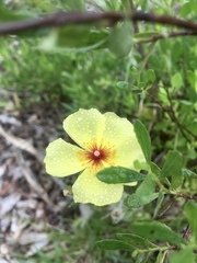 Crocanthemum brasiliense