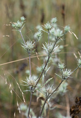 Eryngium petiolatum