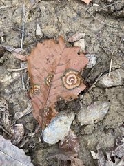 Cristulariella