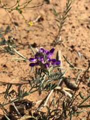 Dalea pogonathera