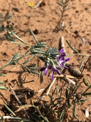 Dalea pogonathera