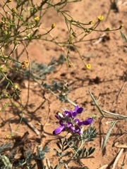 Dalea pogonathera