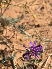 Dalea pogonathera
