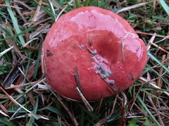 Russula cessans
